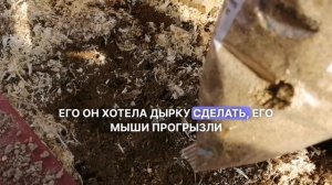 Посадки весной в теплице