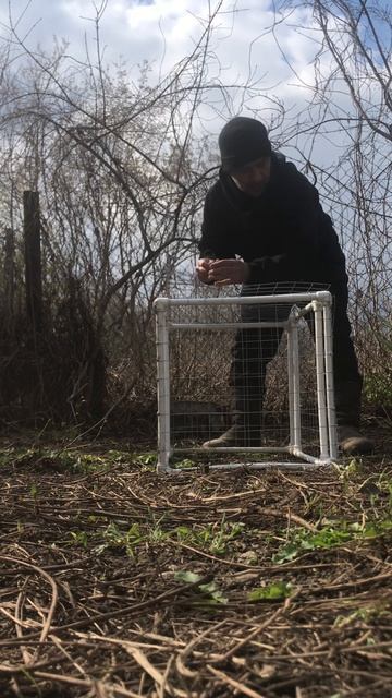 САМАЯ БЕЗОТКАЗНАЯ ЛОВУШКА НА ФАЗАНА