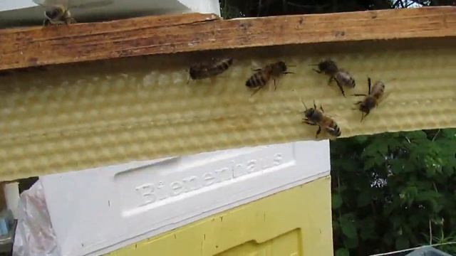 перевожу пчел на ячейку 4,6 - 5,0 мм, часть 74, пчелы искусственного роя строят ячейку 4,88 мм смотреть онлайн