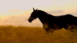 Черное крыло