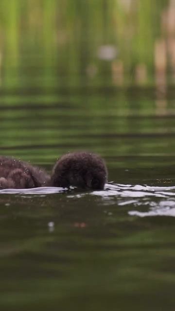 📹 Черноклювая гагара смотреть онлайн