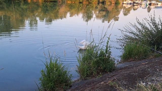 Поездка во Францию..Отдых на природе..🦢🦆🦋🌳 смотреть онлайн