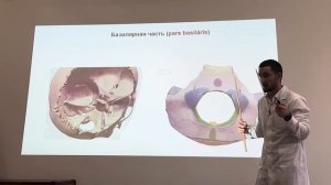 АНАТОМИЯ ЗАТЫЛОЧНОЙ КОСТИ, СТРОЕНИЕ ЗАТЫЛОЧНОЙ КОСТИ,