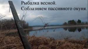 Рыбалка весной. Соблазняем пассивного окуня.