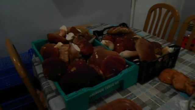 кухня грибного кемпинга смотреть онлайн