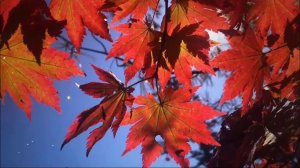 Футаж Кленовая осень