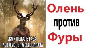 Приколы! Мемы! ОЛЕНЬ ПРОТИВ ФУРЫ! Смешные видео от Доми шоу!