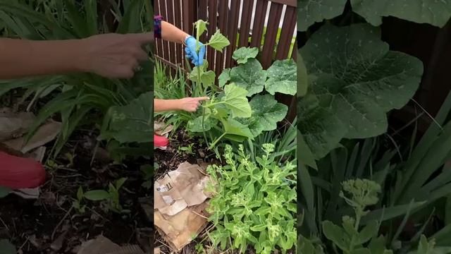 Результат моего органического земледелия.