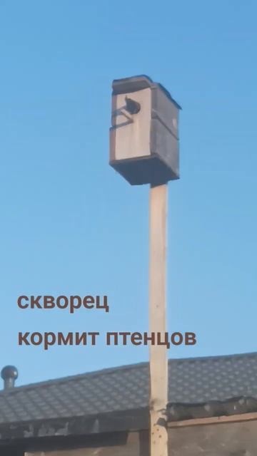 это полный скворечник