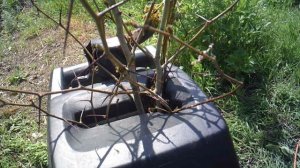 Измельчение колючих боярышниковых ветвей