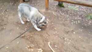 Корвин и Дачный Клуб Коприно 3