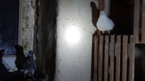 Голуби Армении поющие Pigeons