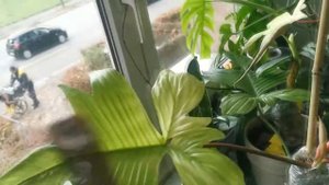 Big Philodendron Florida Ghost Blooming