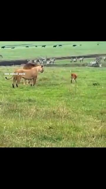 📹 Близкая встреча собаки и льва смотреть онлайн