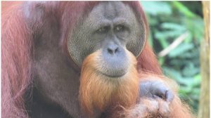 БОРНЕО. СЕПИЛОК. ОРАНГУТАНЫ