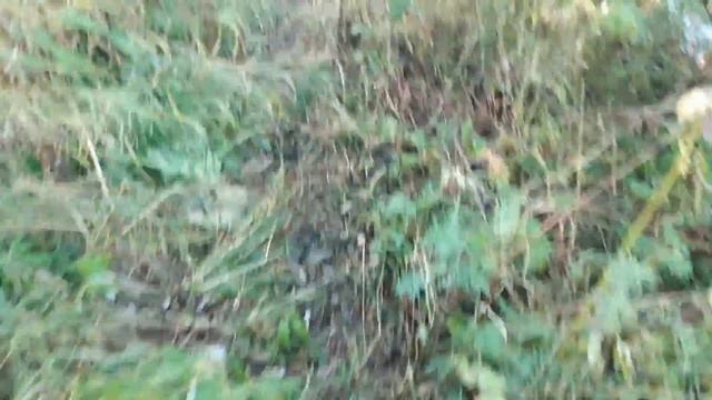 Голавль Головлиные места Яма мост (р.Арша) смотреть онлайн