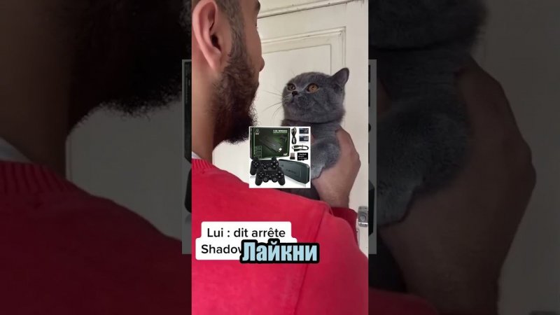 Сделаешь это? #рек #рекомендации #a4 #а4топ #лучшее #кот #shorts #tiktok #собака