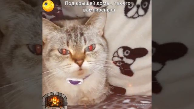 ВАМПИРЁНЫШ .. ПОД КРЫШЕЙ ДОМА ТВОЕГО 🎶 смотреть онлайн