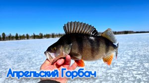 ГОРБАЧ с озера Горбатое