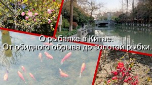 Размышления о рыбалке в Китае.  Выпуск 3: от обидного обрыва до золотой рыбки.