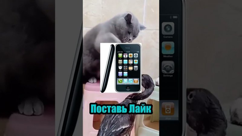 Любишь Иисуса? #рек #рекомендации #выбери #кот #котик #котики #хочуврек #иисус #а4 #а4топ