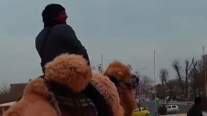 Руслан бакинский Кайфуй БУХАРА