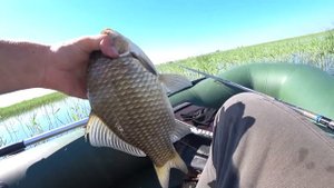 Как и где ЛОВИТЬ КАРАСЯ в ЖАРУ?! Выбор МЕСТА ДЛЯ РЫБАЛКИ на КАРАСЯ!!