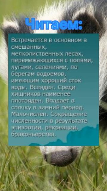 Информация о барсуке shorts смотреть онлайн