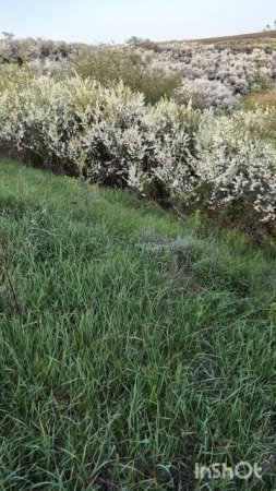 Друзья, в полях сейчас завёл терновник! Самое время хоть ненадолго выехать наприроду)