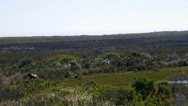 Trip to South Africa | Travel vlog | Путешествие в ЮАР смотреть онлайн