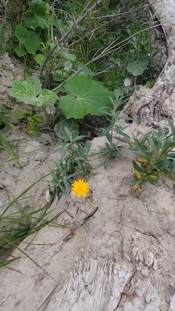 Фильм 4901 Цветок Йог #nemosvetlogorsk #minihotelkautikapitananemo смотреть онлайн