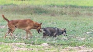 Germany Rural Dogs !! 2 Dog Meeting for the Summer Season in Thai Rong Village