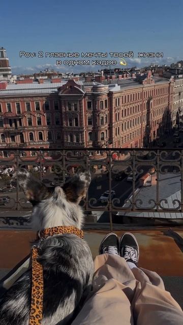 Кто был в Питере на крышах? #дамассобачкой  #корги #соба