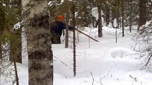 Заготовка зимнего леса