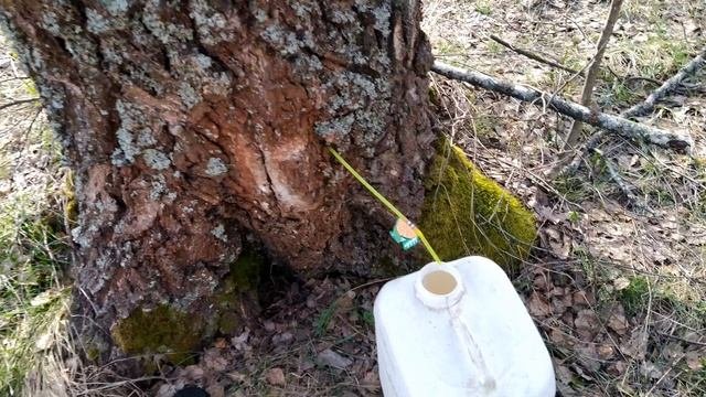 За берёзовым соком!