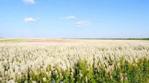 Поле гречихи ФУТАЖ