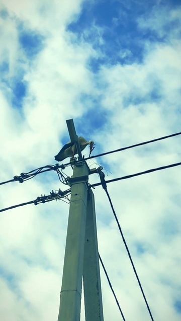 счастье на столбе: аист строит гнездо смотреть онлайн