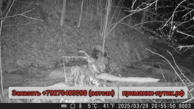Приманка для охоты на барсука и медведя "Путик - Увалень" смотреть онлайн