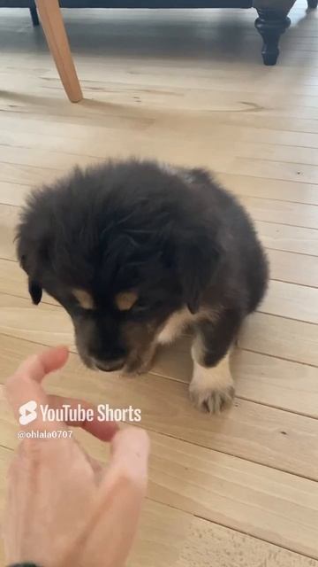 Косуля?!