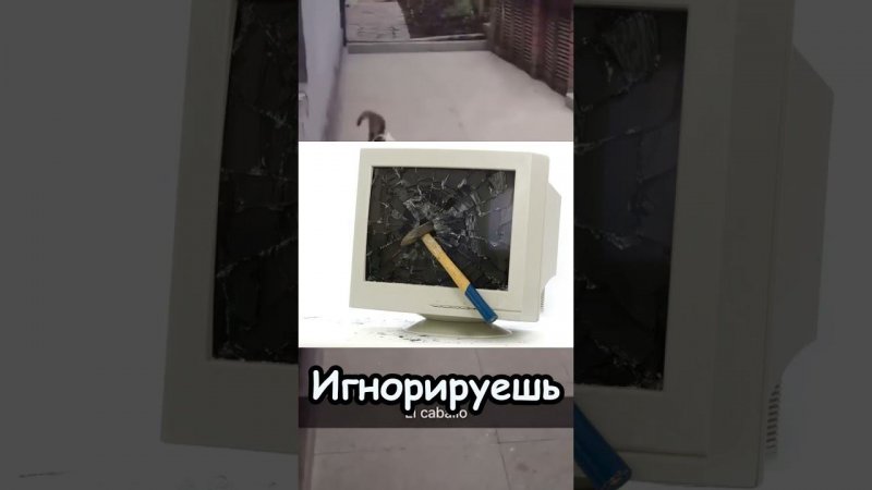 Что сделаешь? #выбери #кот #котик #котики #хочуврек #а4 #а4топ