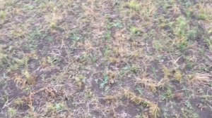 Ноутил посев обычной сз 3.6 всходы