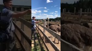 Страусиная ферма в Дмитровском районе