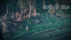 СВО. Расчетами FPV дронов разбили штурмовую группу врага, заставив их отступать