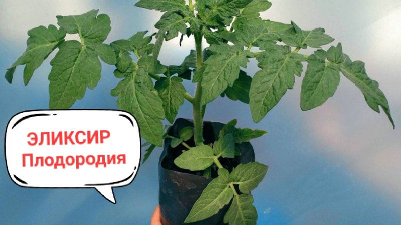 Чем подкормить рассаду. Чудо удобрение