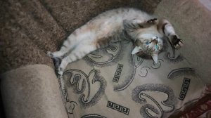 котик койотик
