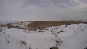 Охота на лису в камыше 2018/ Промазал лису / Короткий выпуск