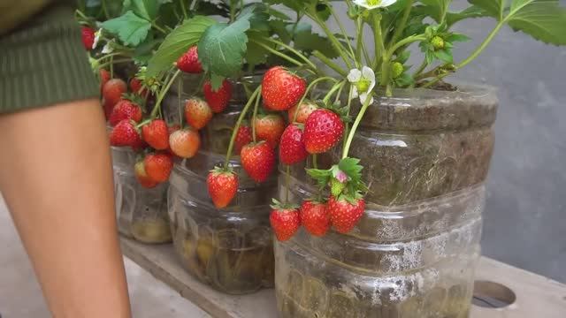 Городской огород: клубника в пластиковых 5-литровых бутылках с самополивом