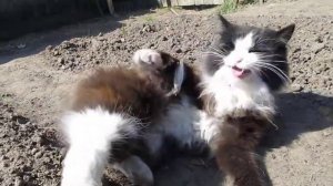 Как котей быстро и ловко удаляет сам репейник с шерсти А ваш кот так умеет