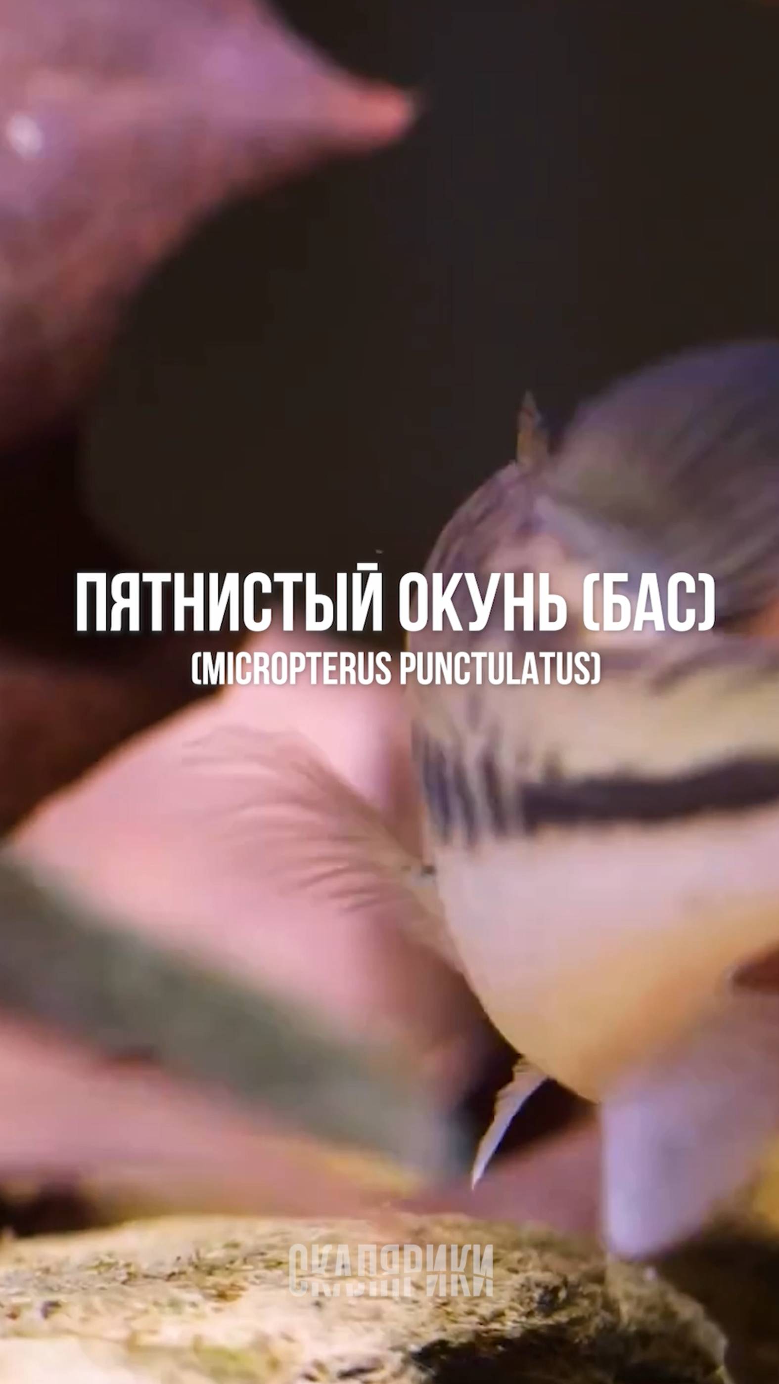 Пятнистый окунь в аквариуме