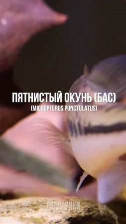 Пятнистый окунь в аквариуме